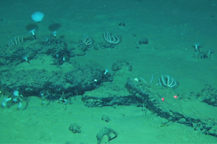 An ancient whale graveyard  in the Indian Ocean teems with life